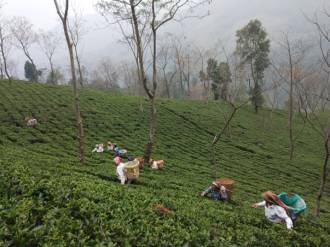 Darjeeling Namring Upper White Tea [sb]