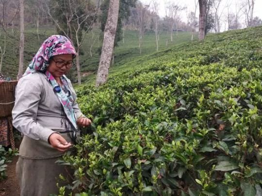 First Flush Darjeeling Namring Upper 2022 - FTGFOP1