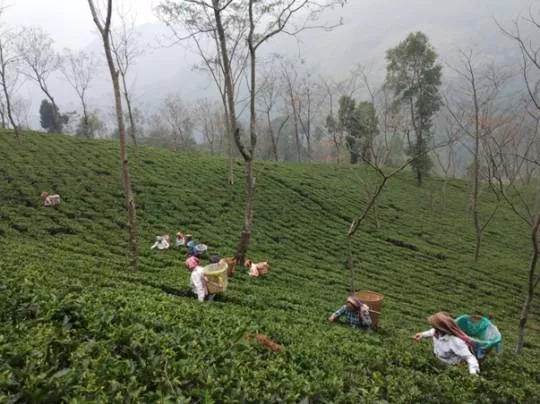 Darjeeling Namring Upper White Tea [sb]